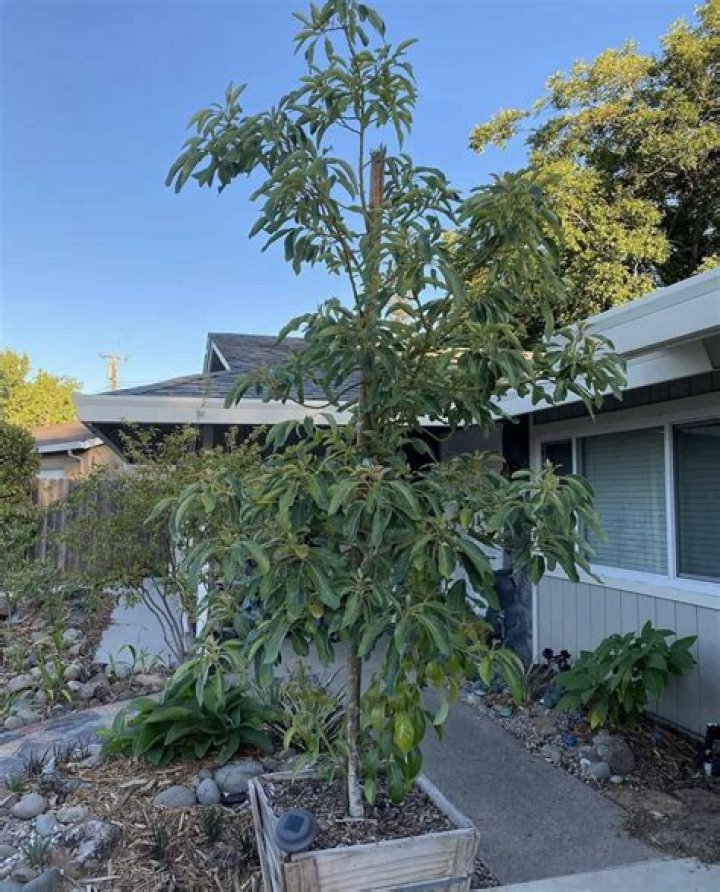Do young avocado trees need full sun