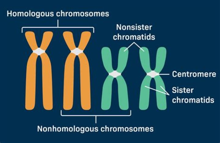 Does cohesin hold sister chromatids together?
