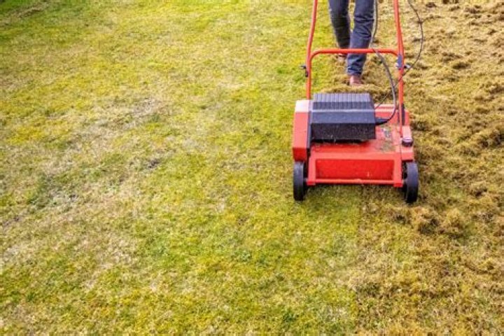 Does dethatching your lawn really help?