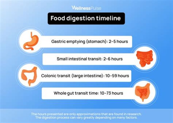 Does food get digested faster while sleeping?