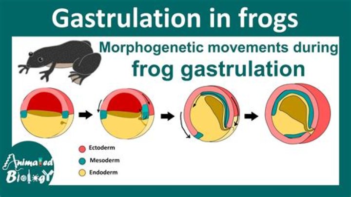 Does gastrulation occur in birds?