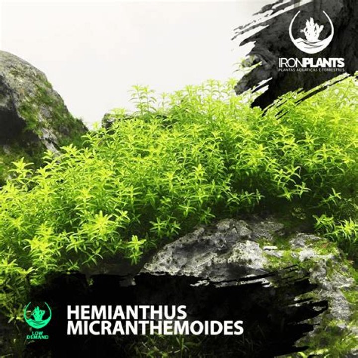 Does Hemianthus Micranthemoides need CO2?