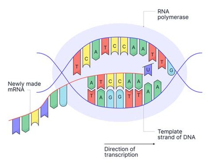 Does mRNA transcription occur in the nucleolus?