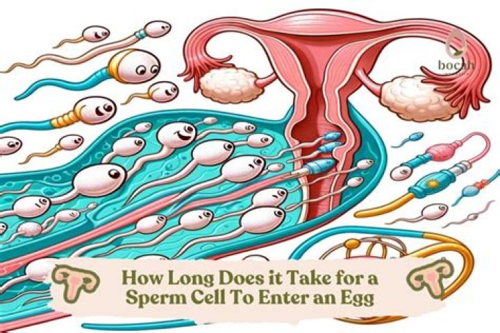 Does the sperm become the baby