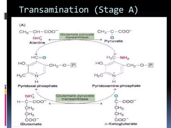 Does transamination form glutamate?