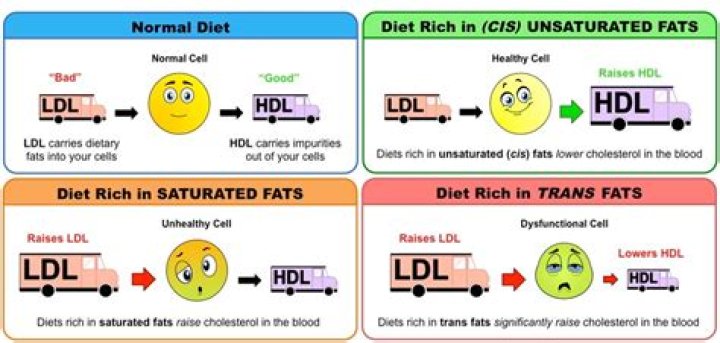 Does unsaturated fat increase HDL
