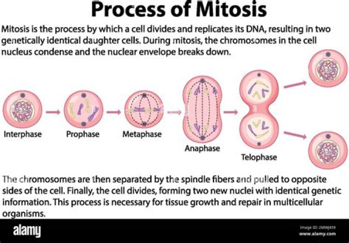 During which phase of mitosis do the chromosomes?