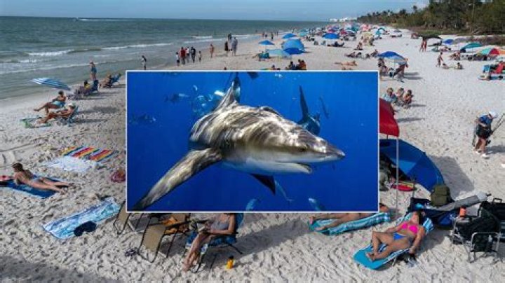 Have there been any shark attacks in Orange Beach Alabama?
