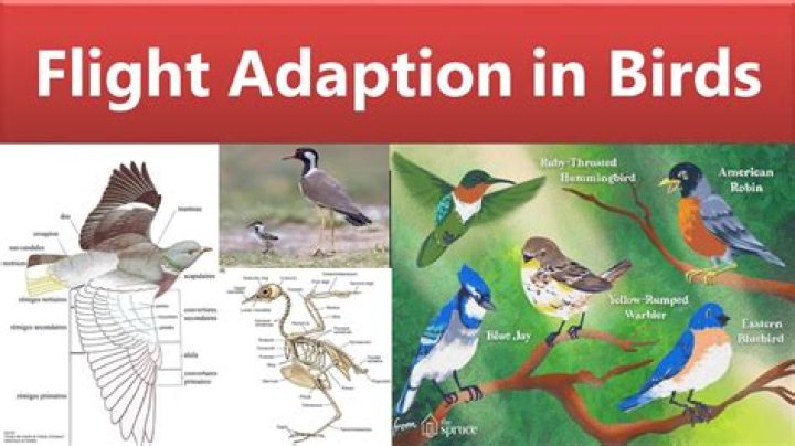 How are birds and insects adapted for flying?