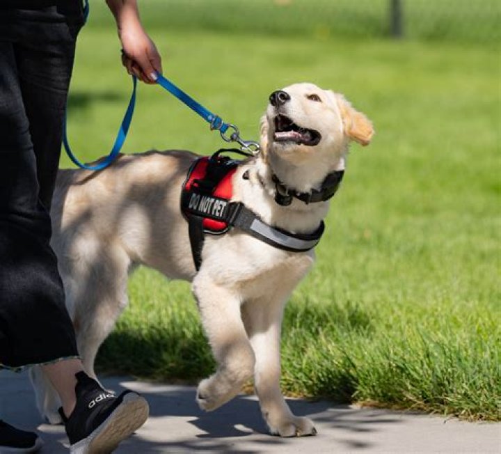 How are dogs tested for UTI?