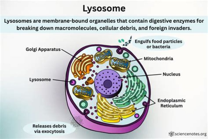 How are lysosomes created?