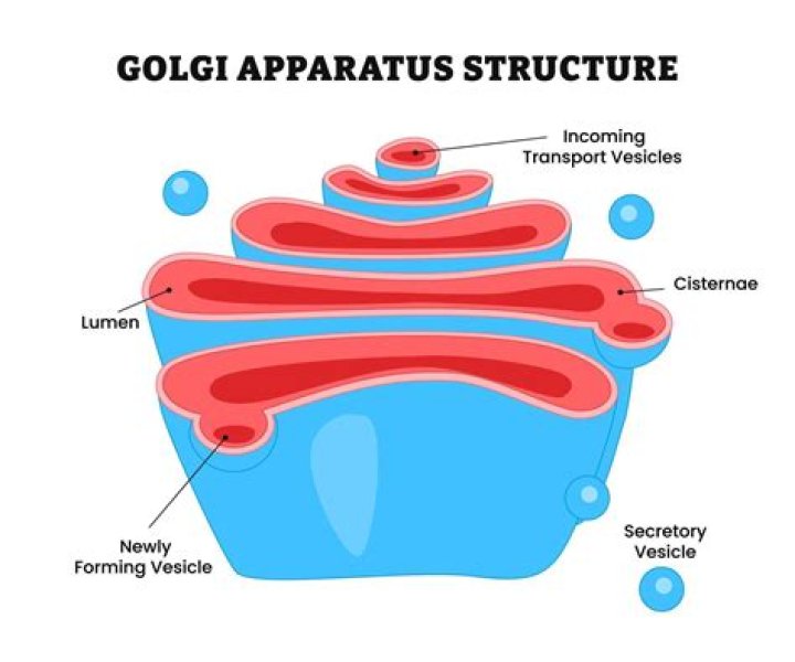 How are vesicles formed in the Golgi apparatus?
