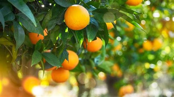 How big does a Navelina orange tree grow?