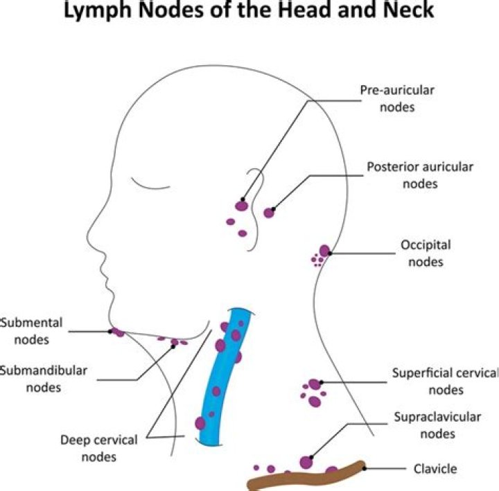 How big is the occipital lymph node