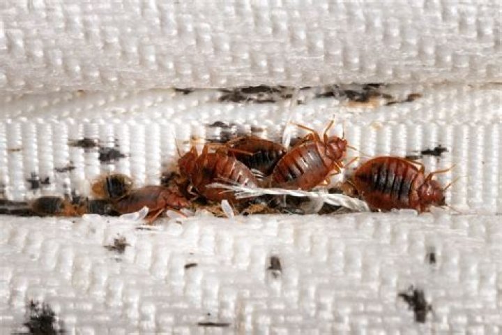 How can I tell if my apartment has bed bugs?