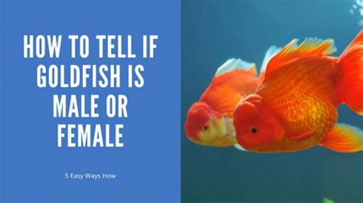How can you tell the difference between clownfish?