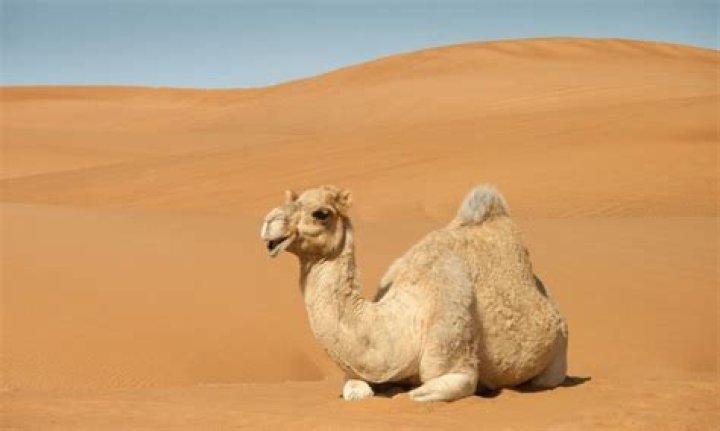 How do camels breathe? | ContextResponse.com