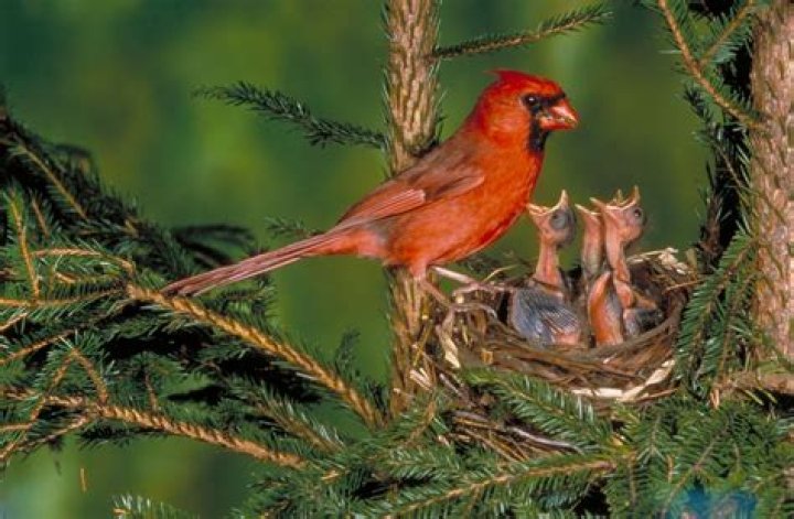 How do Cardinals raise their young