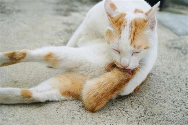 How do I get my cat to stop licking a sore?