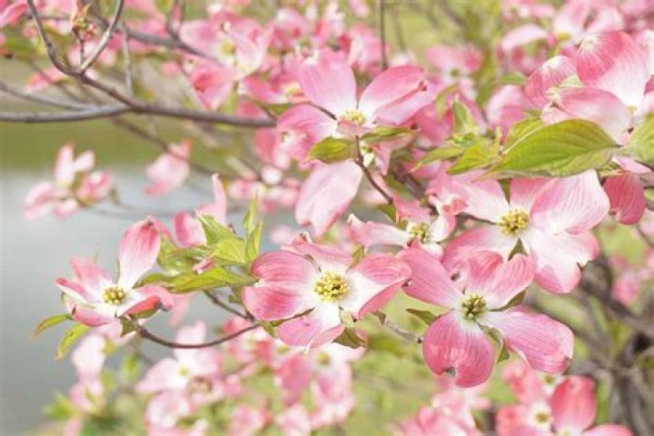 How do I get my pink dogwood to bloom