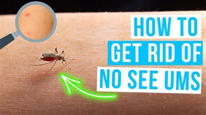 How do I get rid of no Seeums in my house?