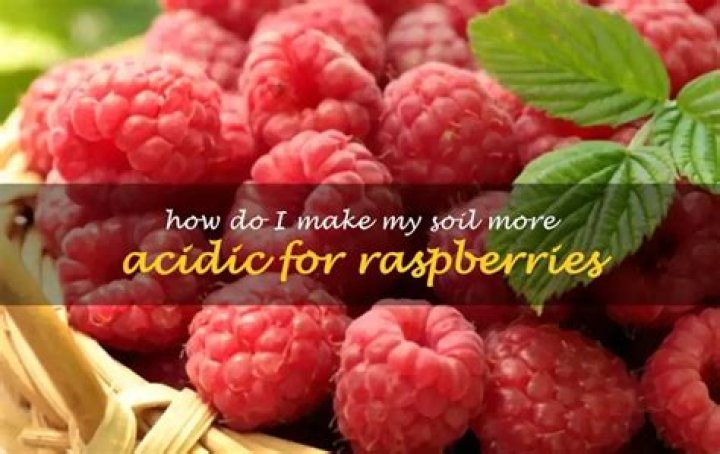 How do I make my soil more acidic for raspberries?