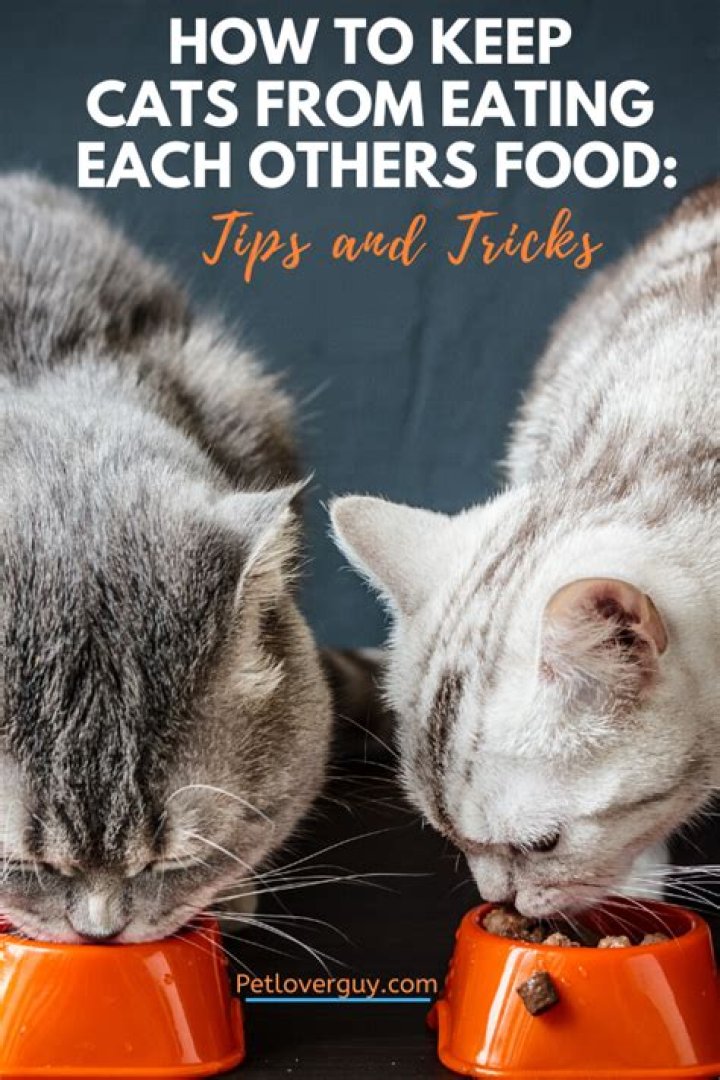 How do I stop my cat from eating each others food?