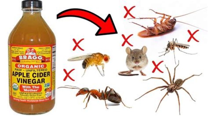 How do I use apple cider vinegar to kill fleas in my house
