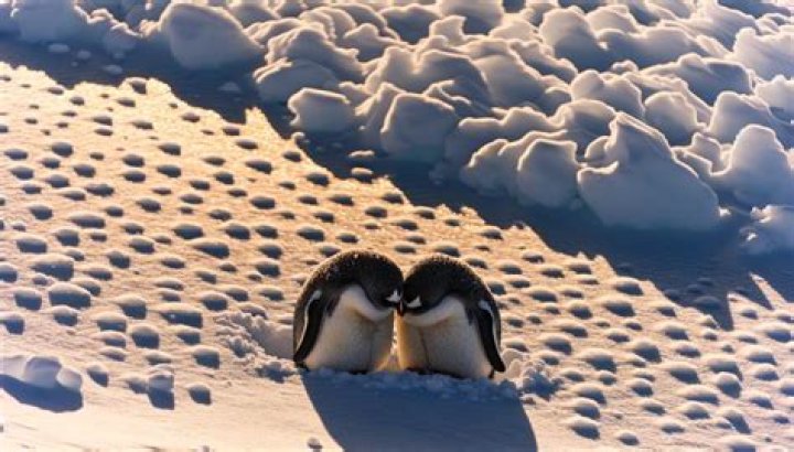 How do penguins keep their feet warm