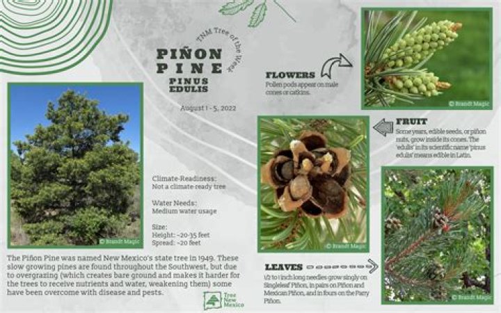 How do pinon trees grow