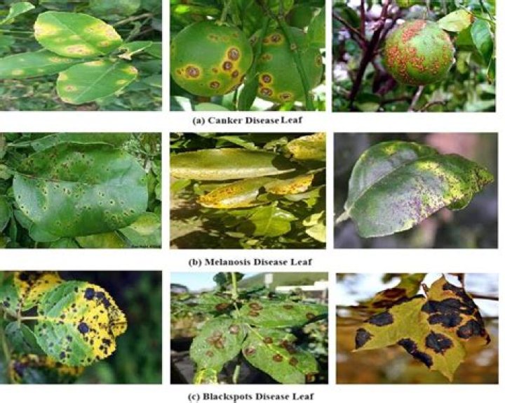 How do plants get diseases