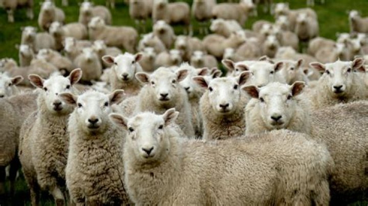 How do sheepdogs herd flocks of sheep?