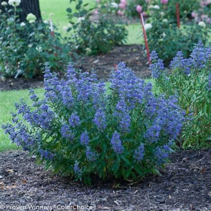 How do you care for a blue mist spirea