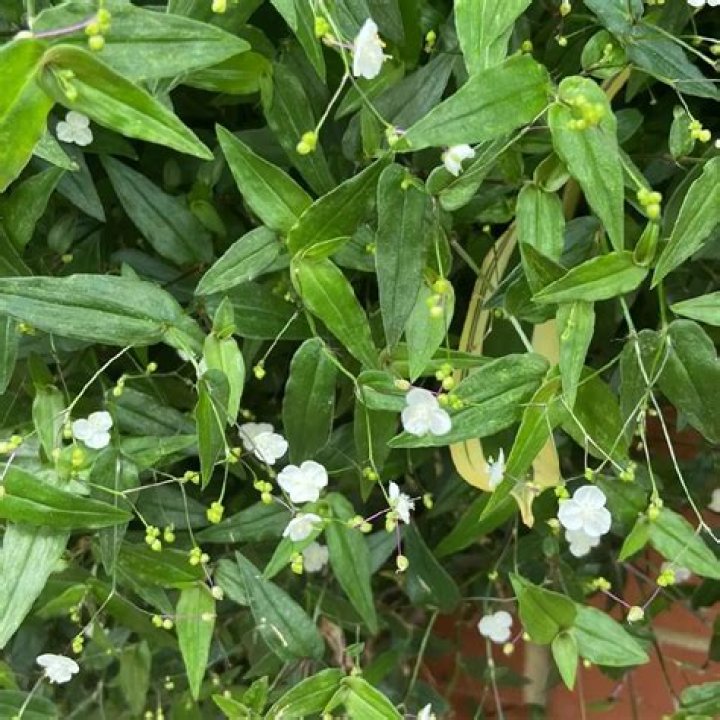 How do you care for a Tahitian bridal veil?