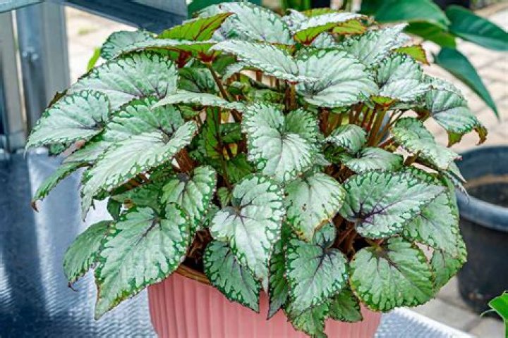 How do you care for begonia rex?