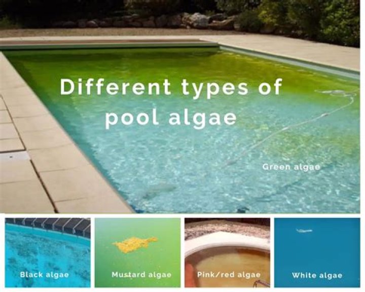 How do you clean algae off a fiberglass pool