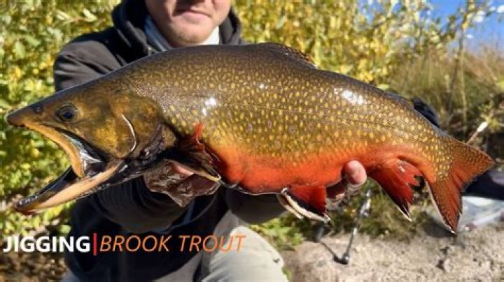 How do you eat brook trout?