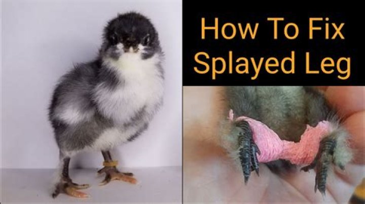 How do you fix a chicken spraddle leg?