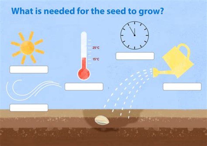 How do you grow a salad all year round?