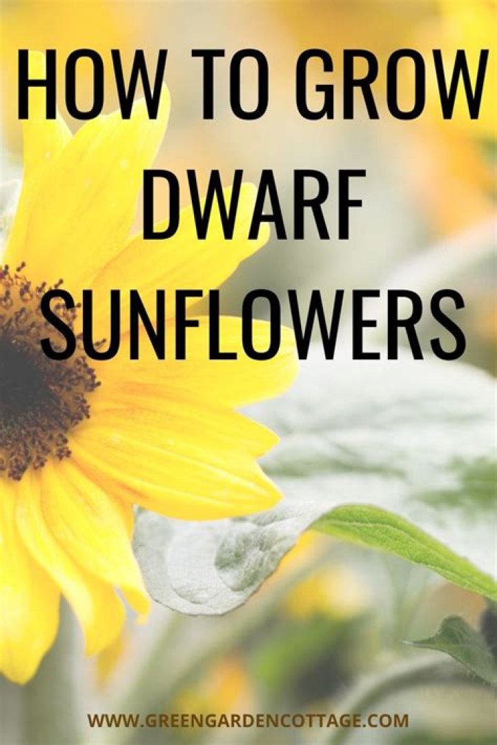 How do you grow dwarf sunflowers?