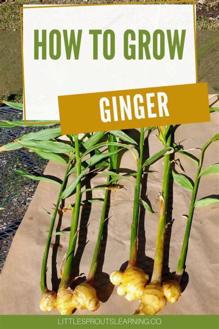 How do you grow ginger lilies