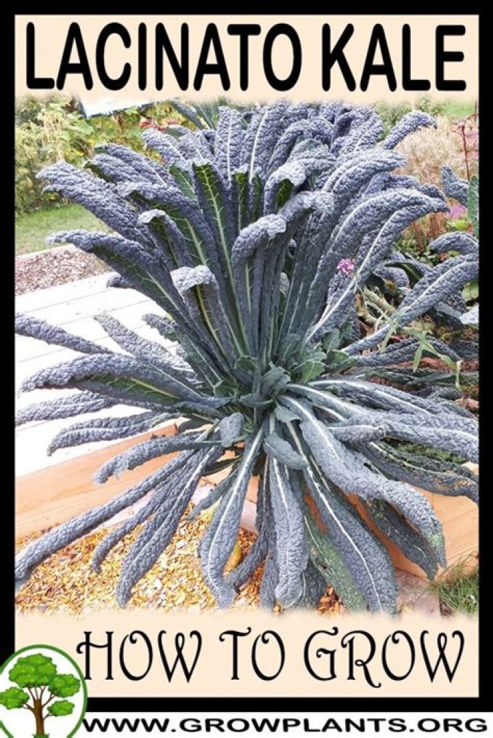 How do you grow lacinato kale