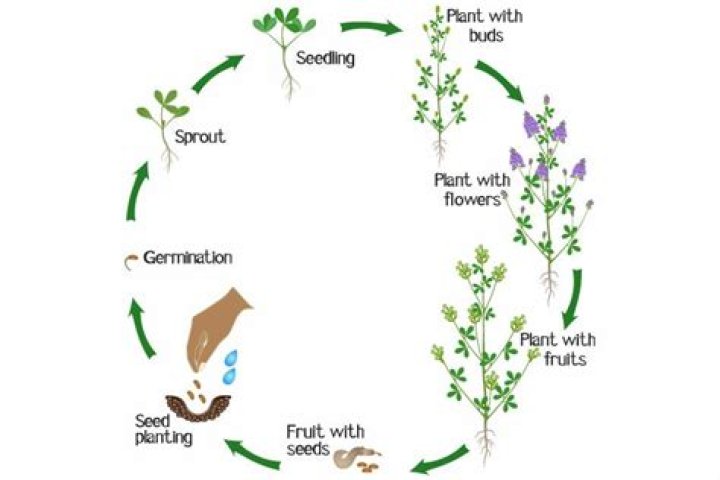 How do you harvest sperm?