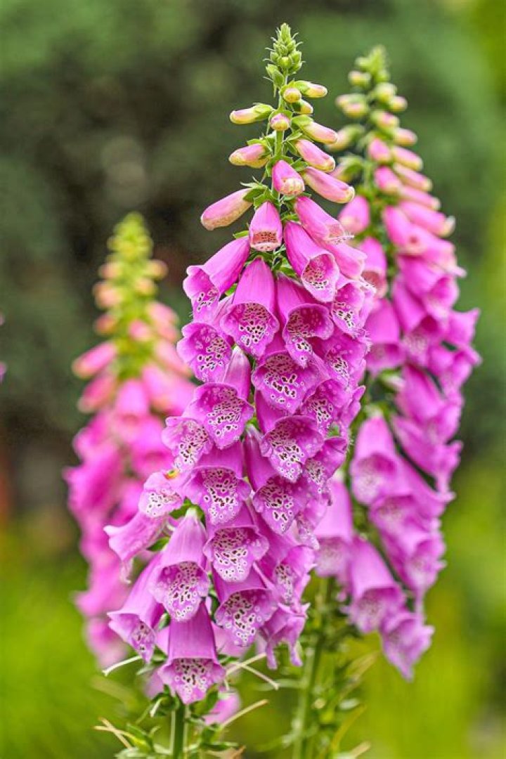 How do you identify a foxglove