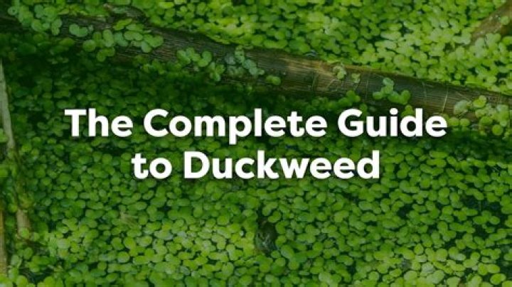 How do you identify duckweed
