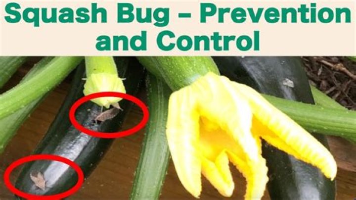 How do you keep squash beetles away