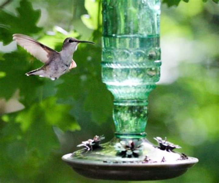How do you keep woodpeckers away from hummingbird feeders?