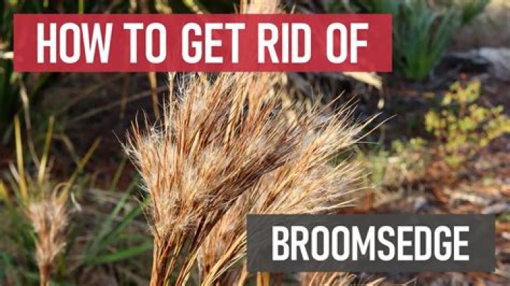 How do you kill Broomsedge