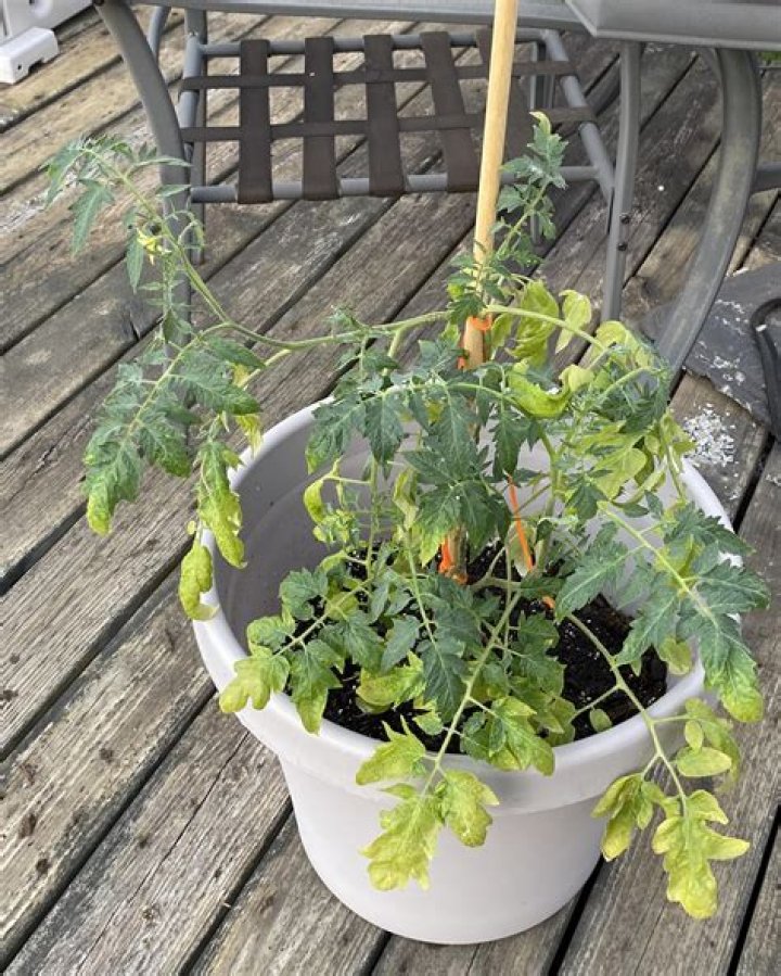 How do you know if you overwatered a succulent?