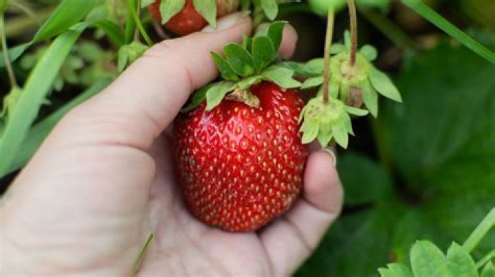 How do you plant Albion strawberries